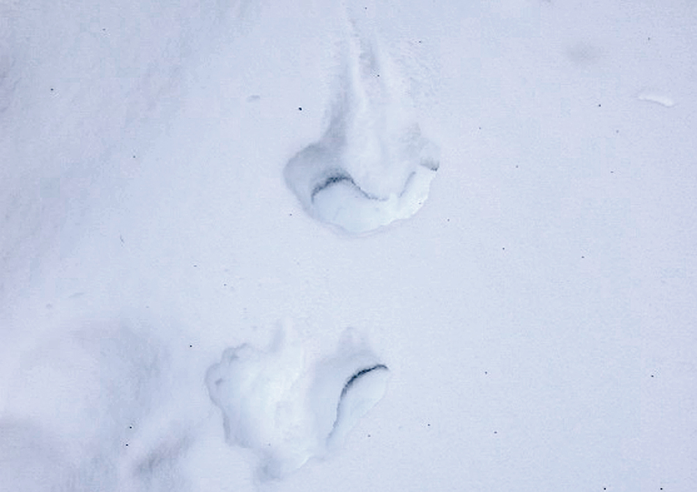 След зайца.jpg След зайца.jpg