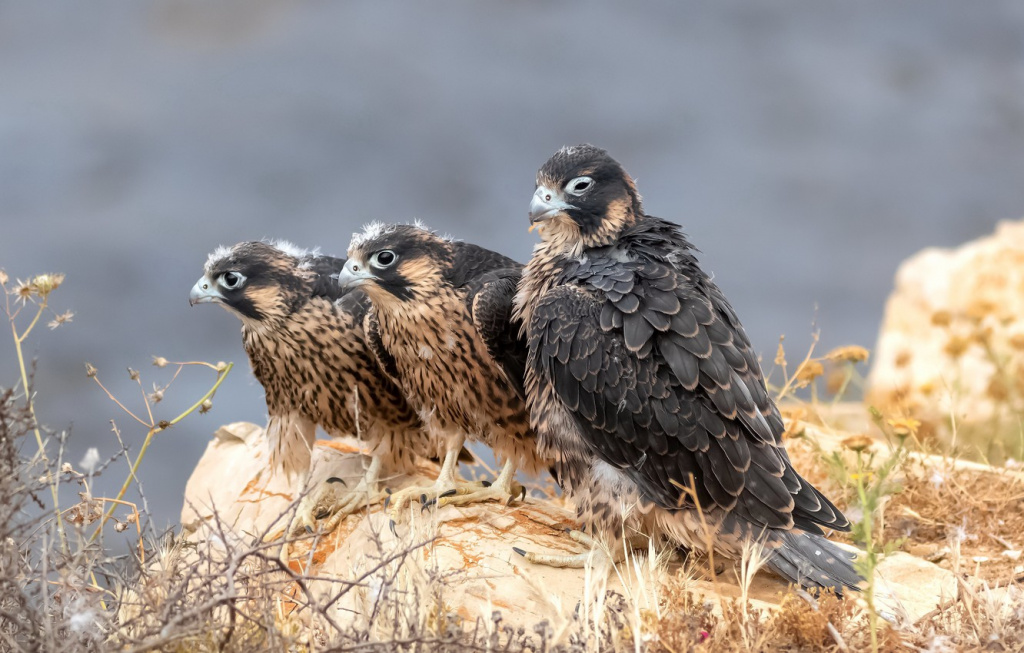 sapsan-peregrine-falcon-ptitsy.jpg