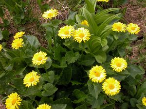 dronikum_altaisky.jpg dronikum_altaisky.jpg