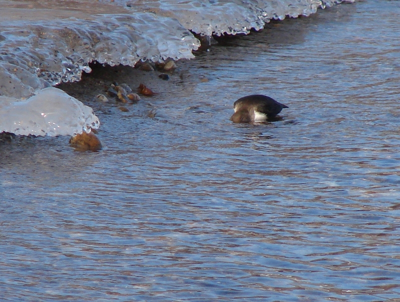 Крылатый дайвер