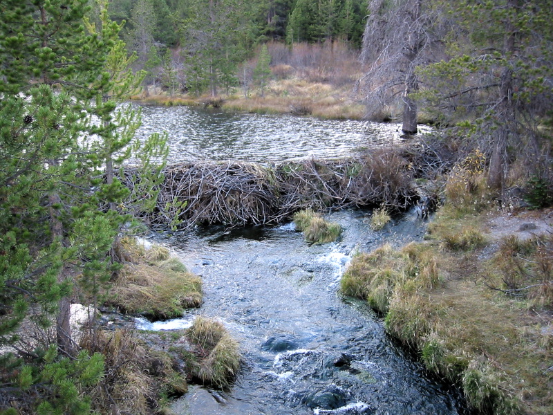 BeaverDam_8409.jpg BeaverDam_8409.jpg