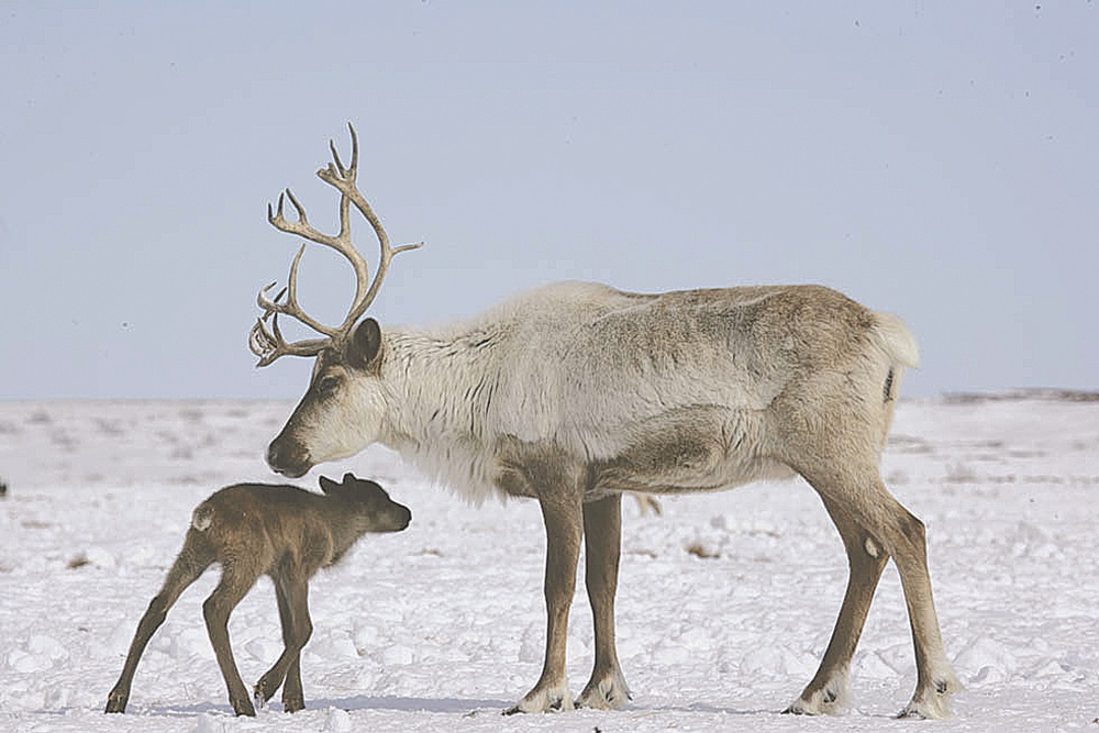 Какой ты, лесной северный олень