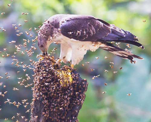 honey-buzzard-4.jpg honey-buzzard-4.jpg