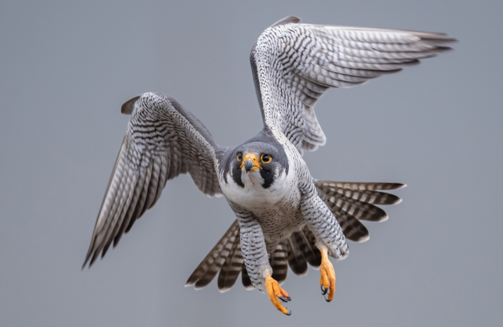Peregrine Falcon.jpeg