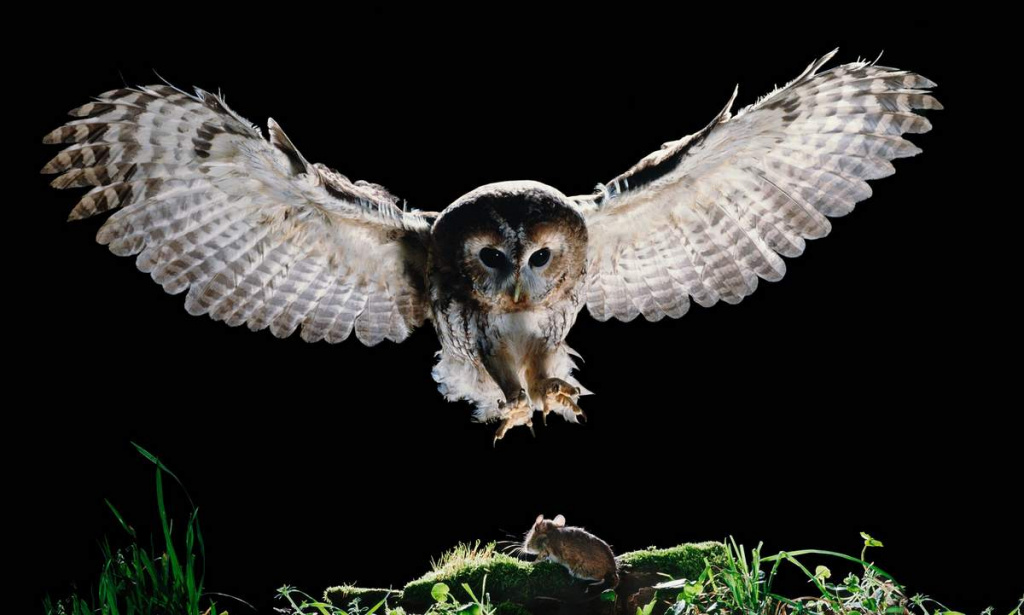 stels-tehnologija-animalreader.ru_.jpg stels-tehnologija-animalreader.ru_.jpg