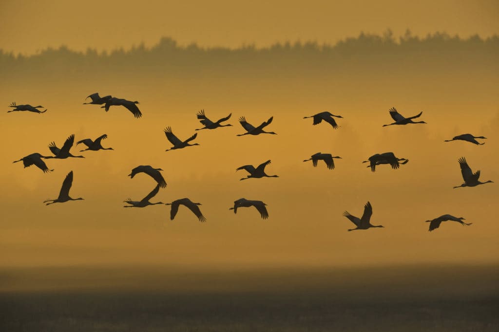 Летят перелетные птицы