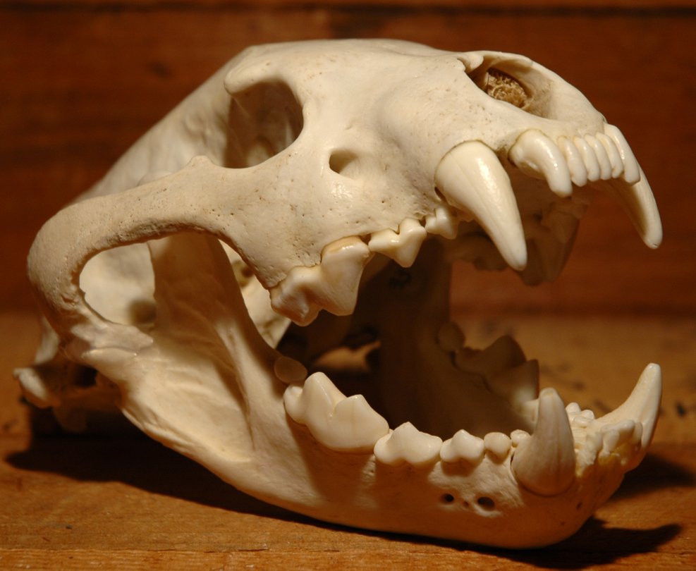 Wolverine_skull_3_by_rgstock777.jpg Wolverine_skull_3_by_rgstock777.jpg