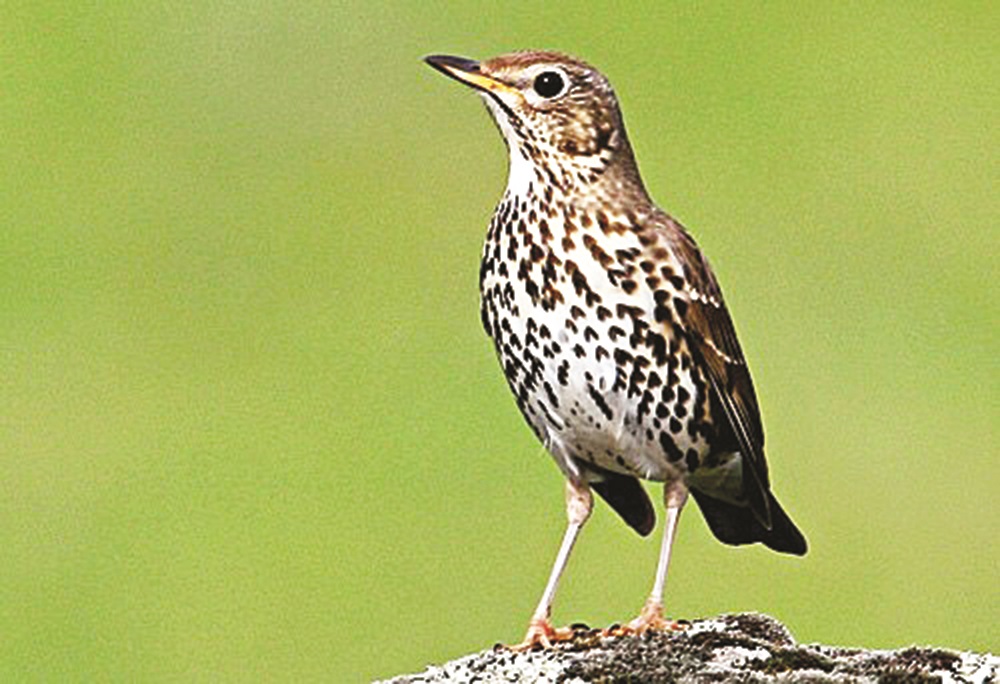 Глашатаи  весны